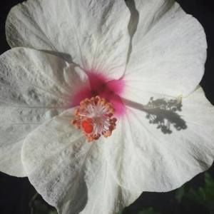 Meet your Posher, Glenda